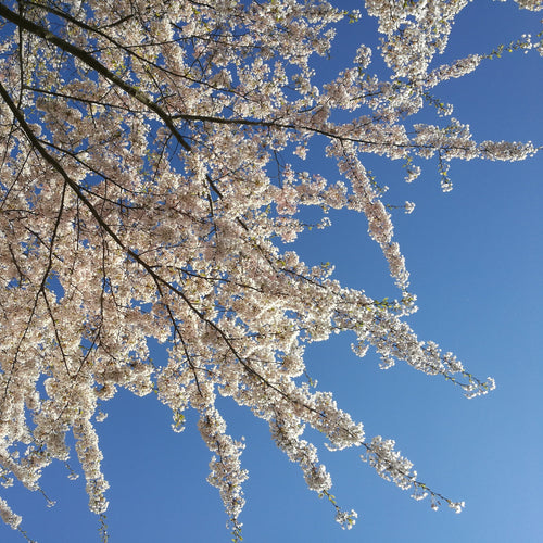 Gavekort til Nihon Lifestyle